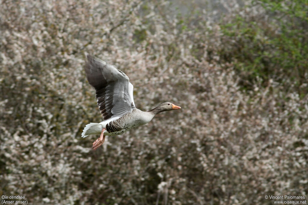 Greylag Goose, Flight