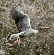 Greylag Goose