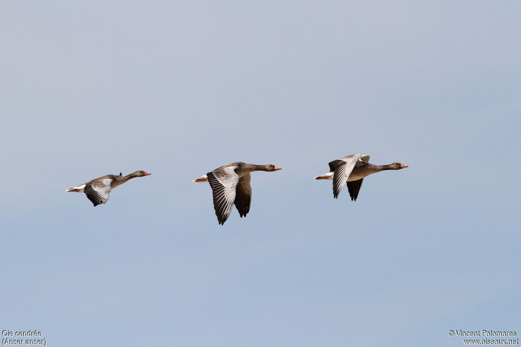 Greylag Goose, Flight