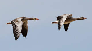 Greylag Goose