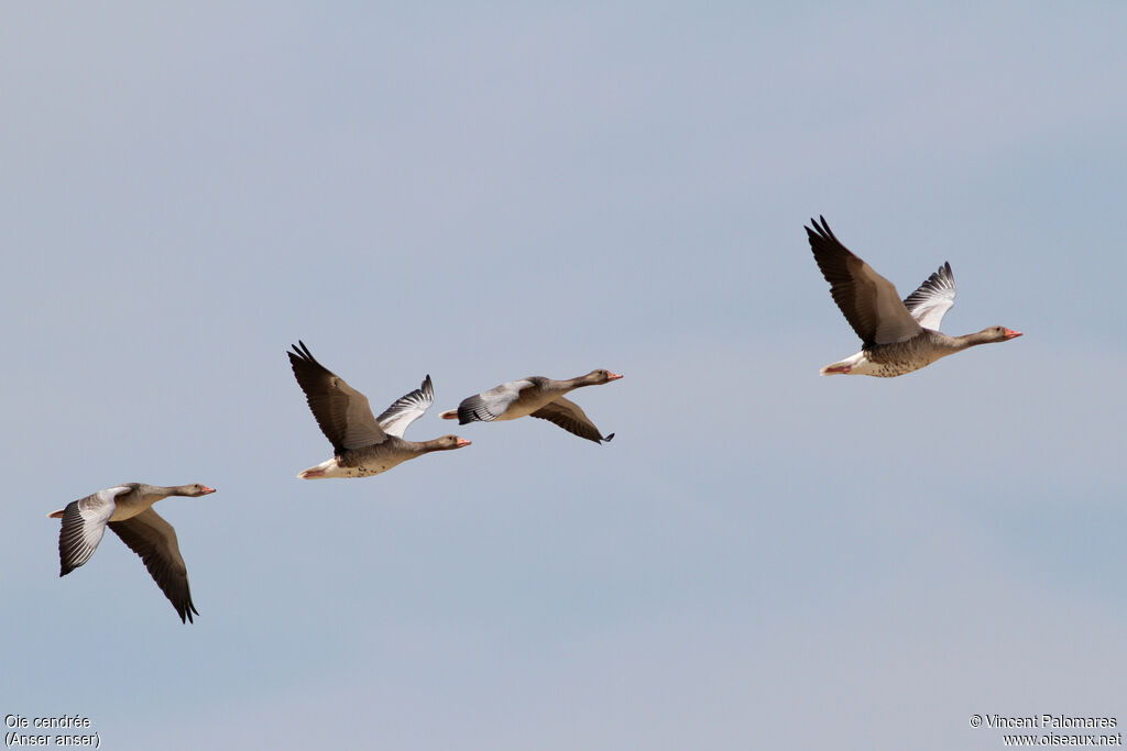 Greylag Goose