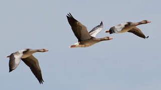 Greylag Goose