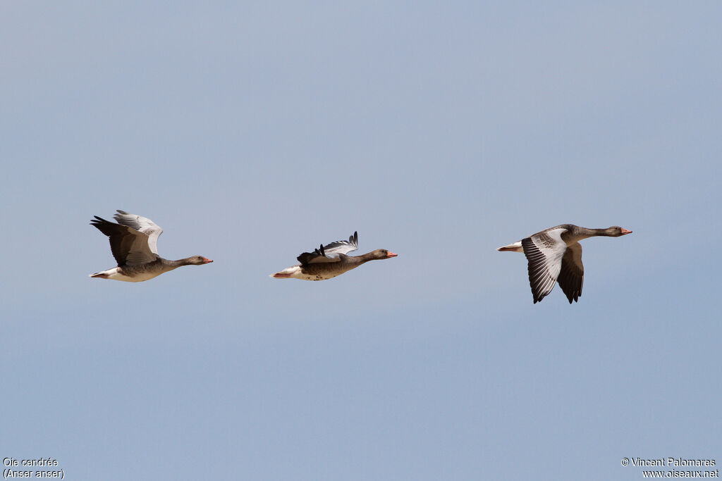 Greylag Goose