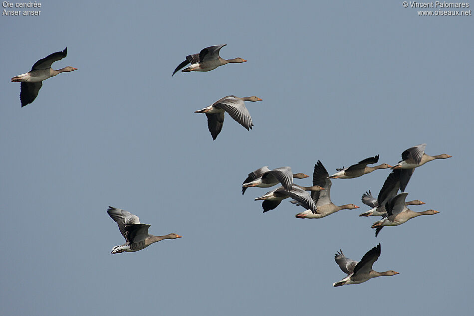 Greylag Goose