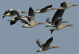 Greylag Goose