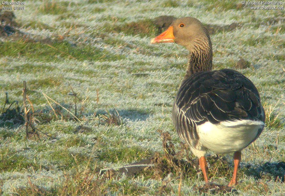 Greylag Goose