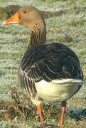 Greylag Goose