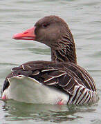 Greylag Goose