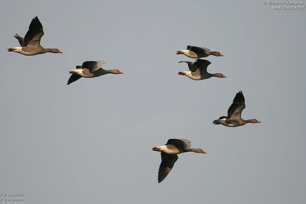 Greylag Goose