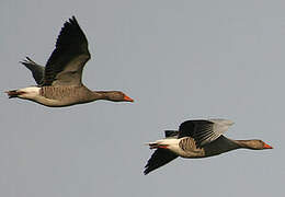 Greylag Goose