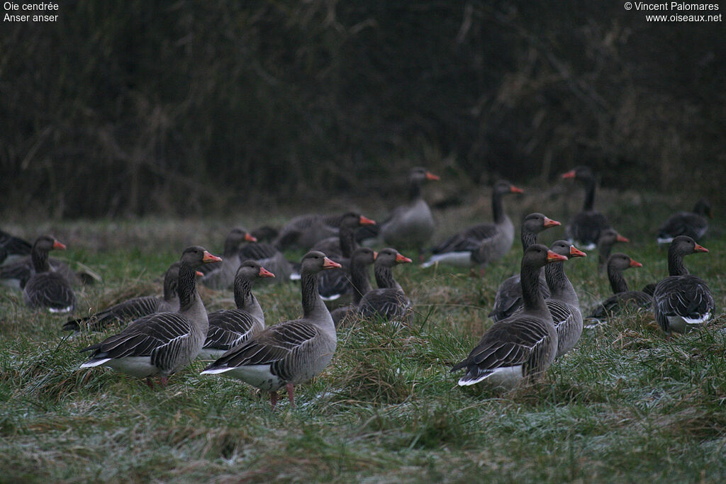 Greylag Goose