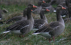 Greylag Goose