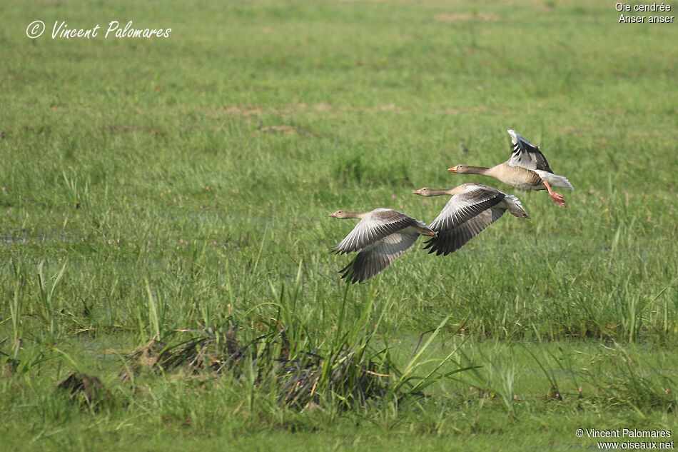 Greylag GooseFirst year