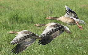 Greylag Goose