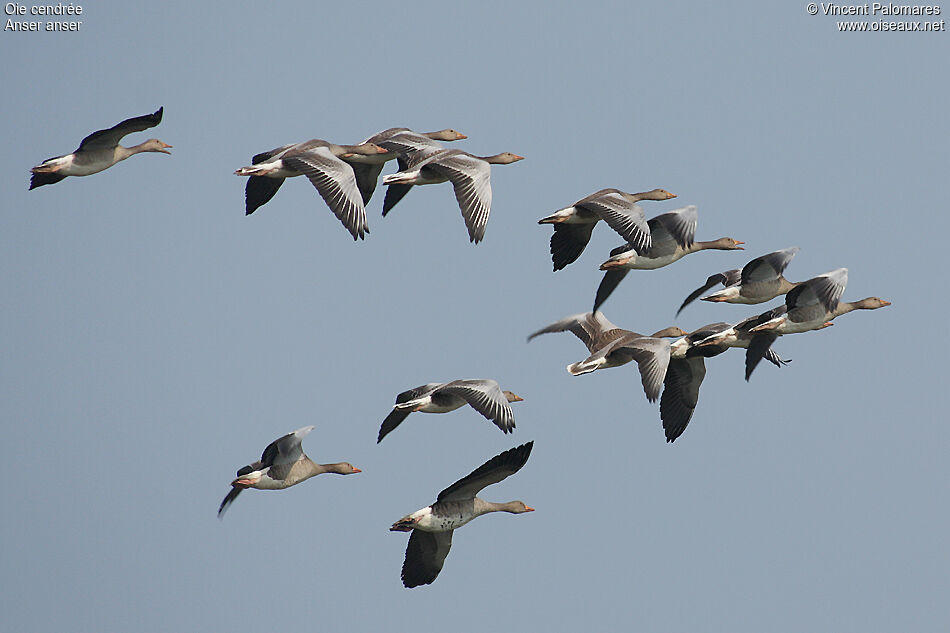 Greylag Goose