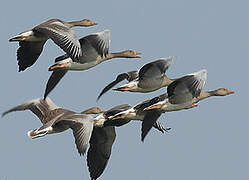 Greylag Goose