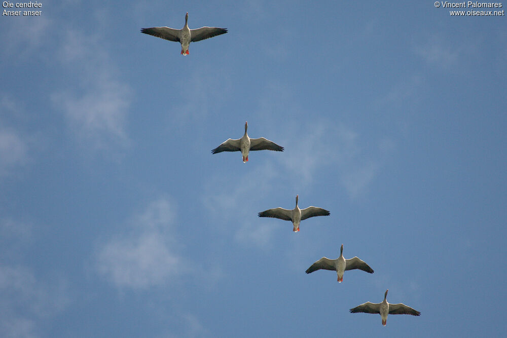 Greylag Goose