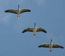 Greylag Goose