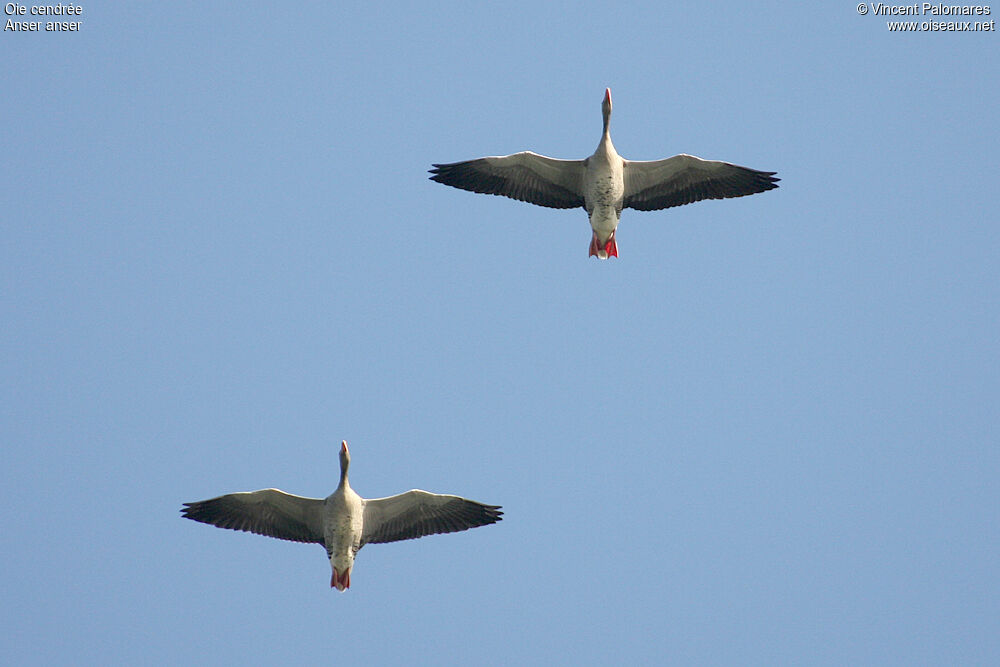 Greylag Goose