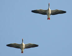 Greylag Goose