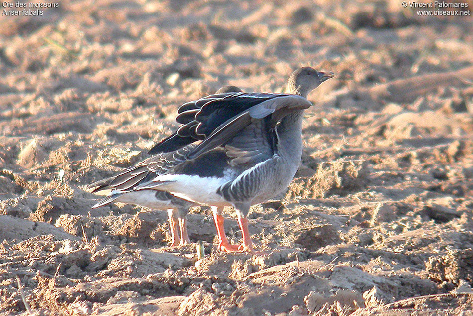 Taiga Bean Goose