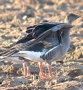 Taiga Bean Goose