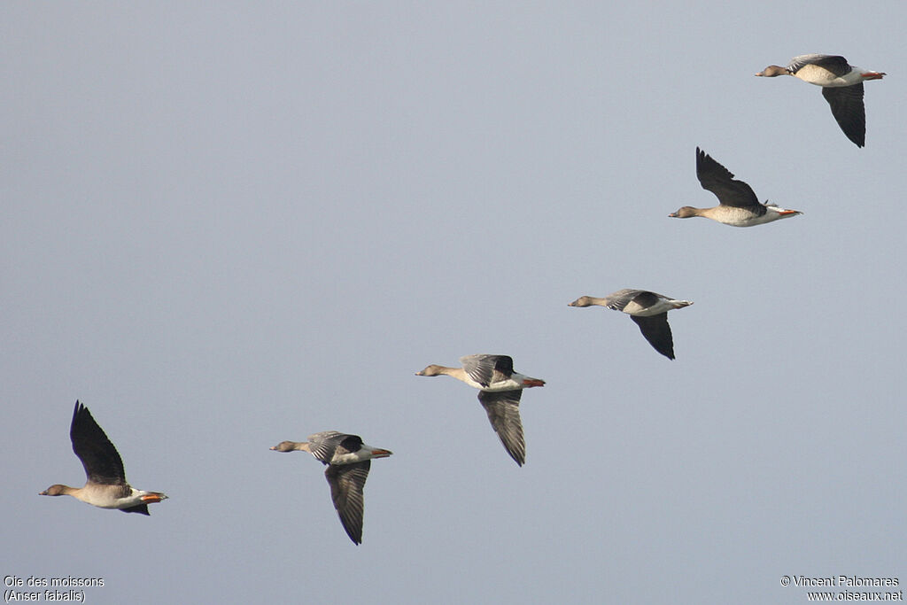 Taiga Bean Goose