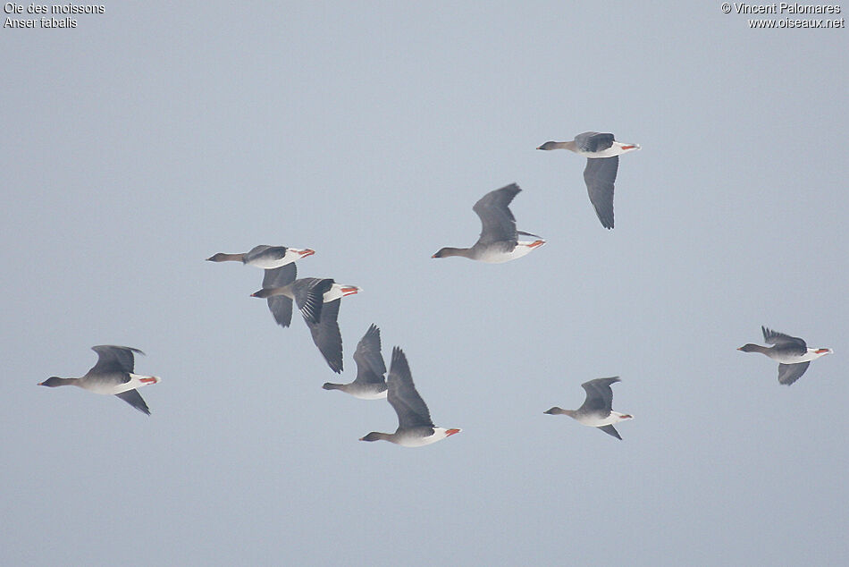 Taiga Bean Goose