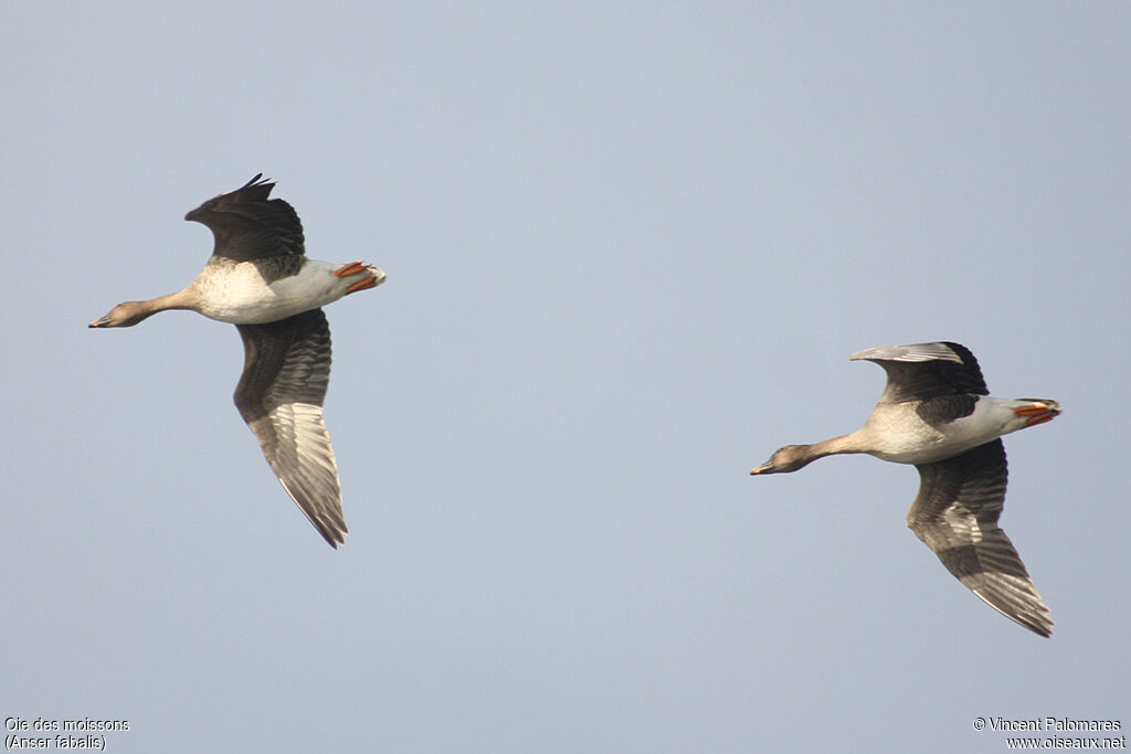 Taiga Bean Goose