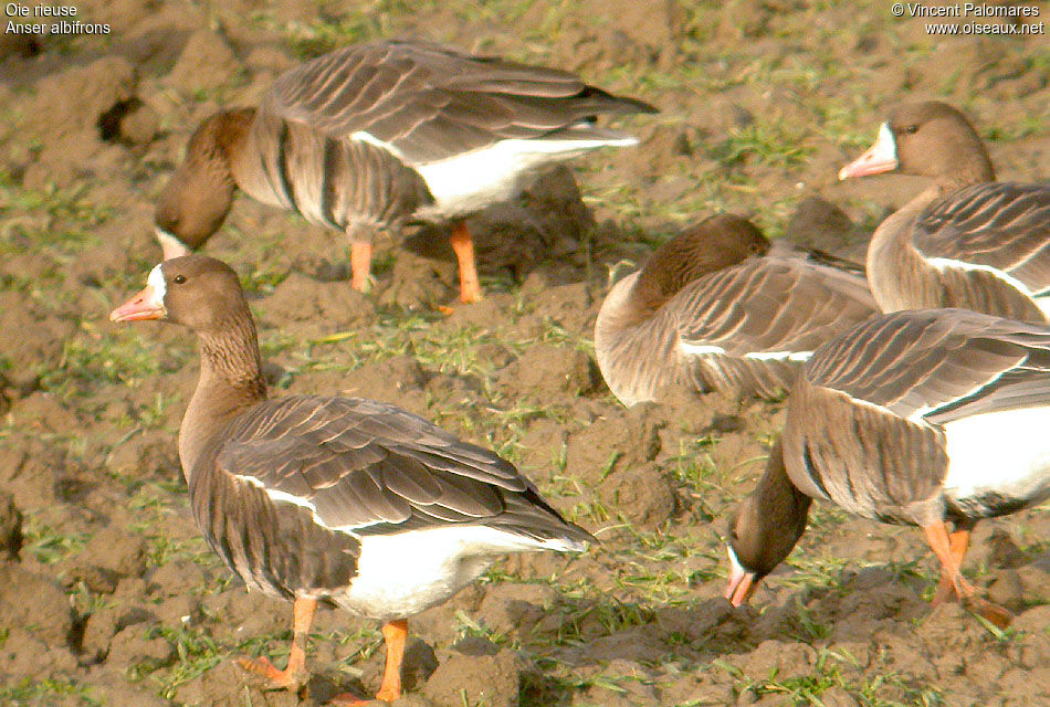 Greater White-fronted Goose