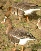 Greater White-fronted Goose