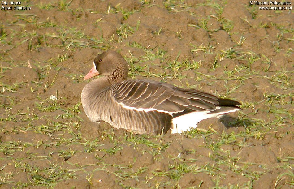 Greater White-fronted Goose