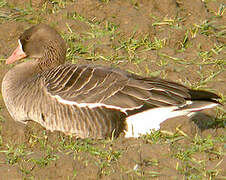 Greater White-fronted Goose