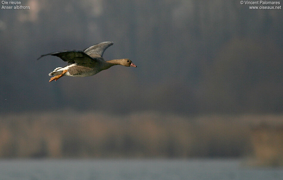 Greater White-fronted GooseFirst year