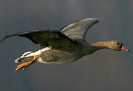 Greater White-fronted Goose