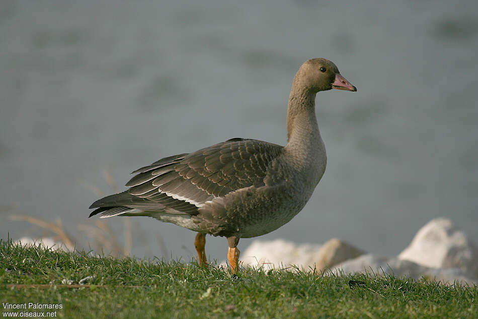 Greater White-fronted GooseFirst year, identification