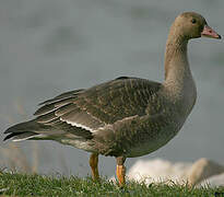 Greater White-fronted Goose