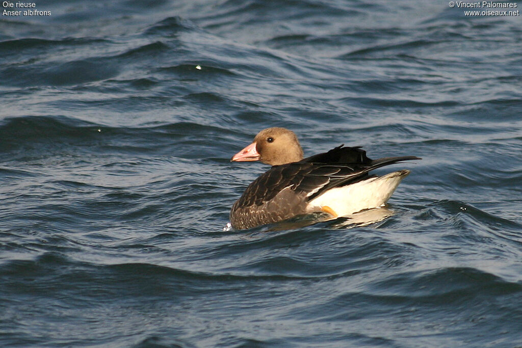 Greater White-fronted Goose