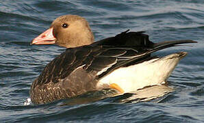 Greater White-fronted Goose