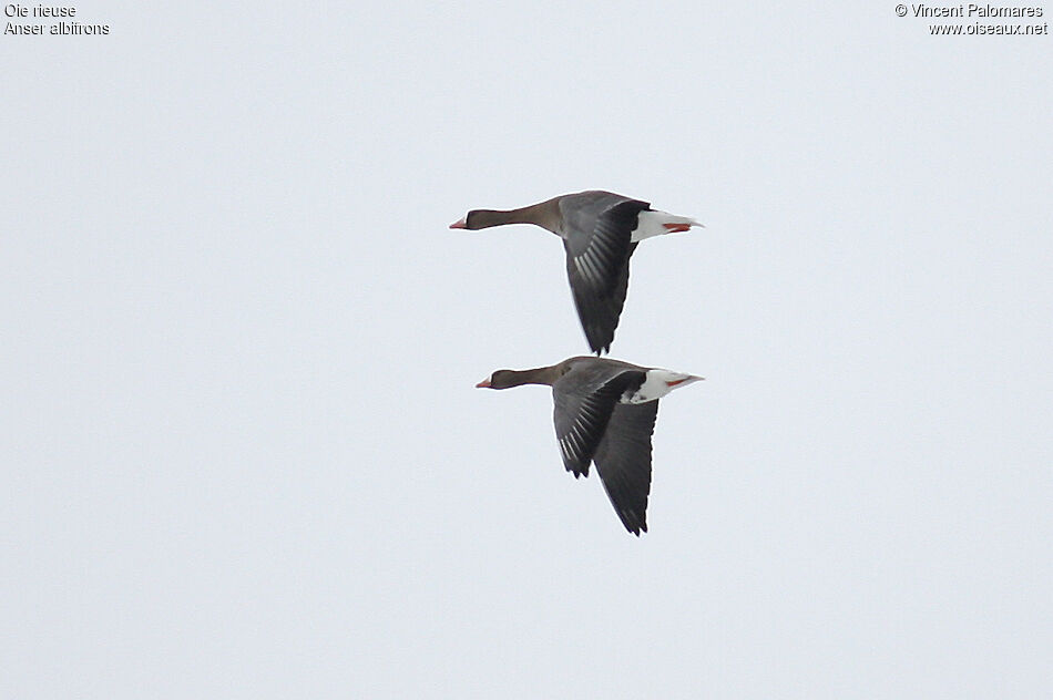 Greater White-fronted Gooseadult