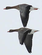 Greater White-fronted Goose