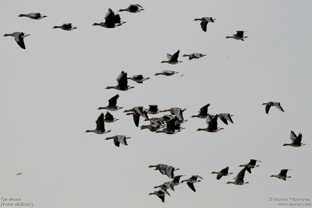 Greater White-fronted Goose