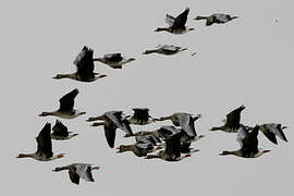 Greater White-fronted Goose