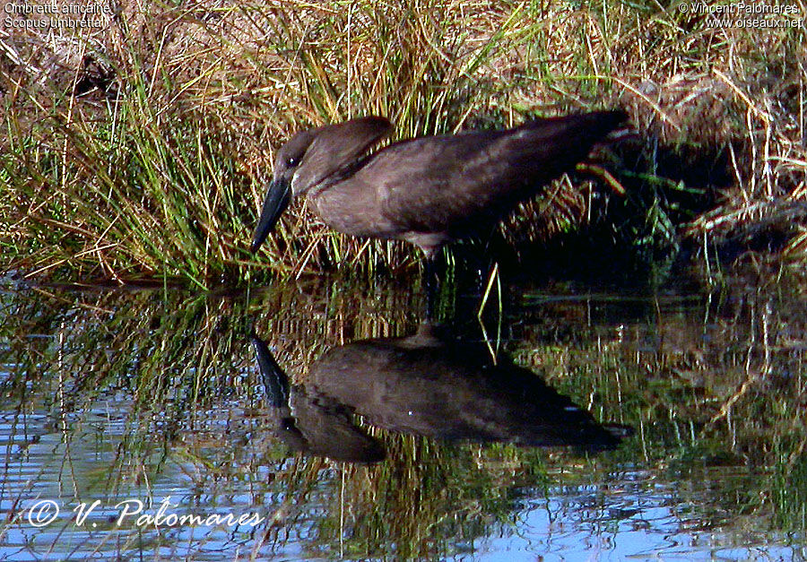 Hamerkop