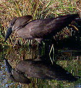 Hamerkop