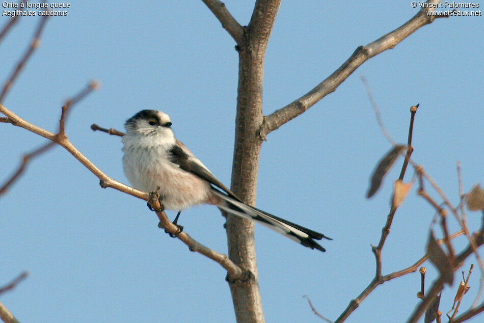 Long-tailed Tit