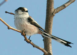 Long-tailed Tit