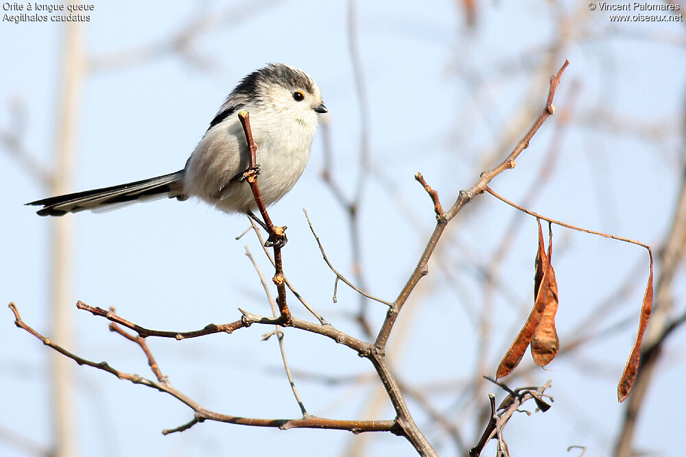 Long-tailed Tit