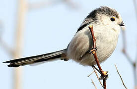 Long-tailed Tit