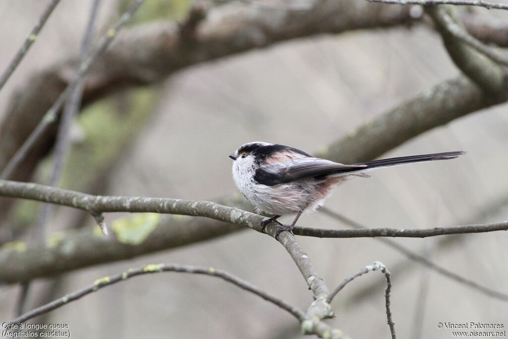 Long-tailed Tit